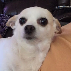 Meet your Posher, Cotton